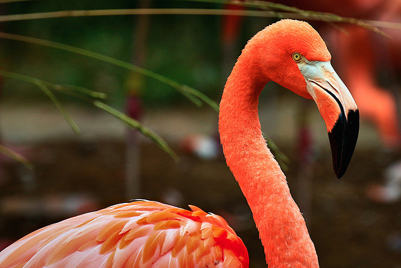 Columbia, SC - Riverside Zoo