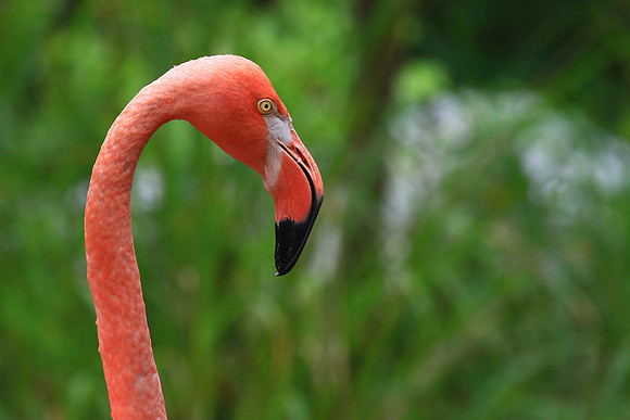 Columbia, SC - Riverside Zoo
