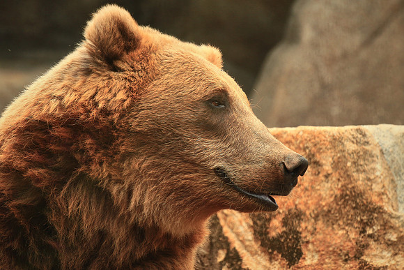 Columbia, SC - Riverside Zoo