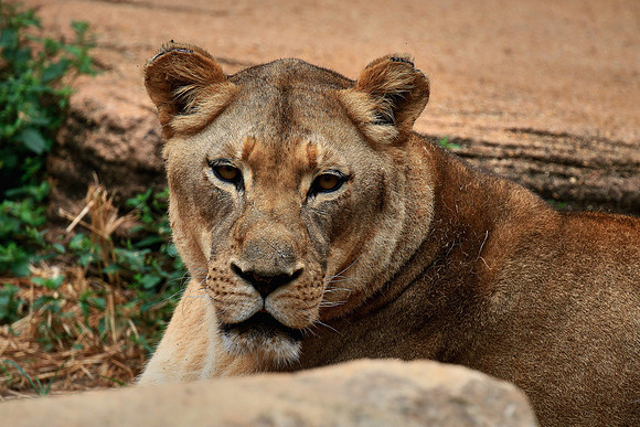Columbia, SC - Riverside Zoo