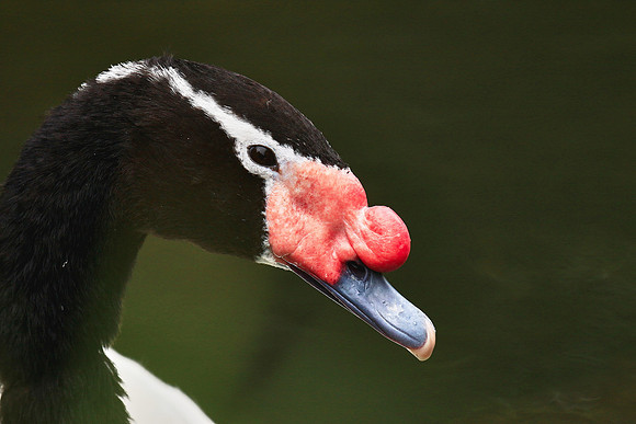 Columbia, SC - Riverside Zoo