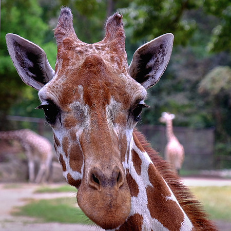 Columbia, SC - Riverside Zoo