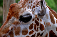 2015 Sept - Riverside Zoo, Columbia, SC
