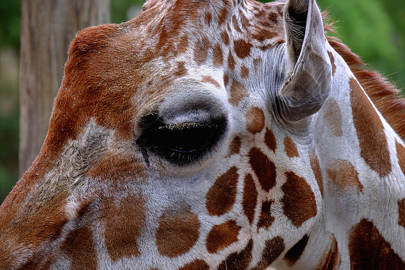 Columbia, SC - Riverside Zoo