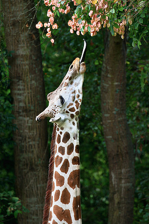 Columbia, SC - Riverside Zoo