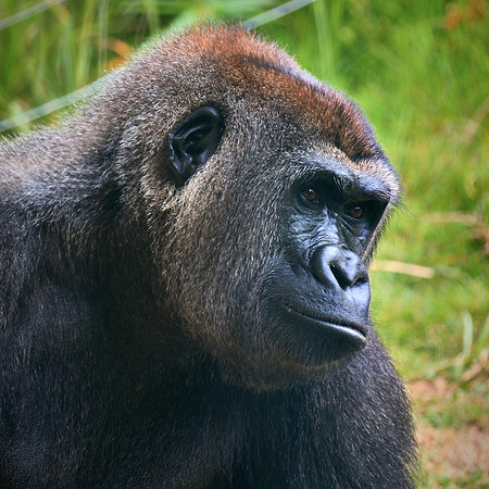 Columbia, SC - Riverside Zoo
