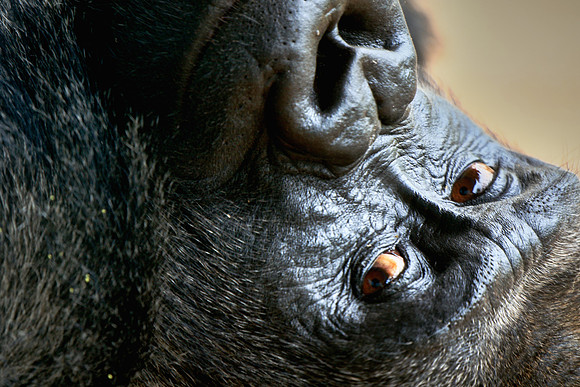 Columbia, SC - Riverside Zoo