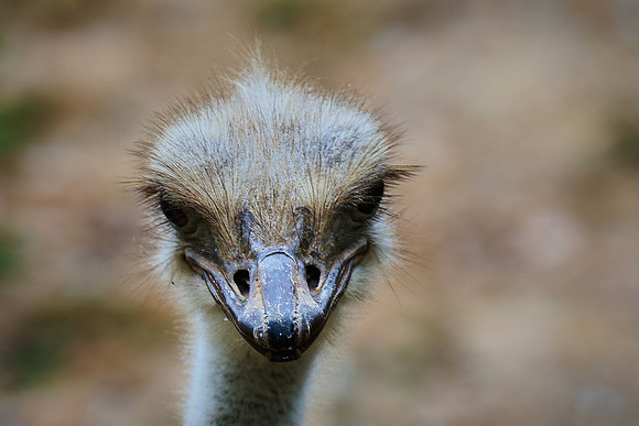 Columbia, SC - Riverside Zoo