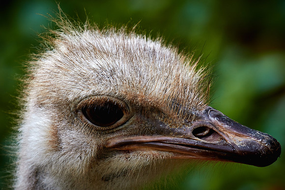 Columbia, SC - Riverside Zoo