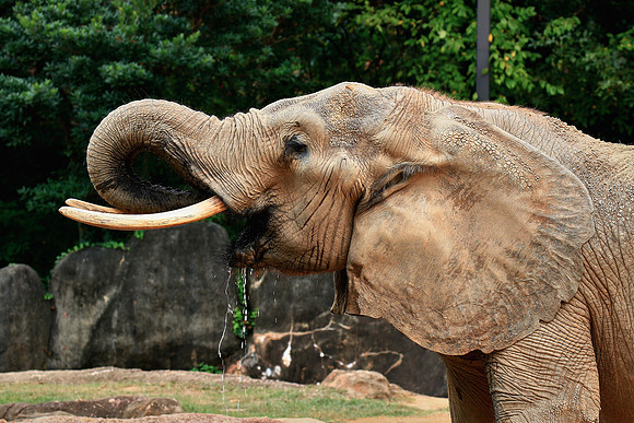 Columbia, SC - Riverside Zoo