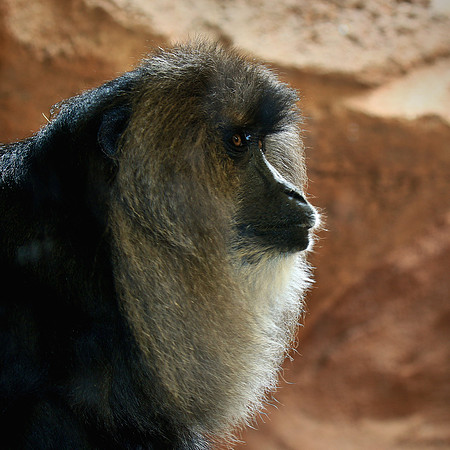 Columbia, SC - Riverside Zoo