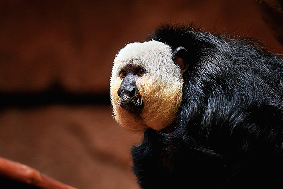 Columbia, SC - Riverside Zoo