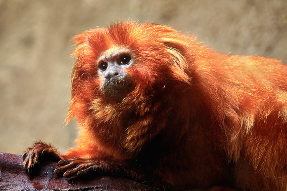Columbia, SC - Riverside Zoo