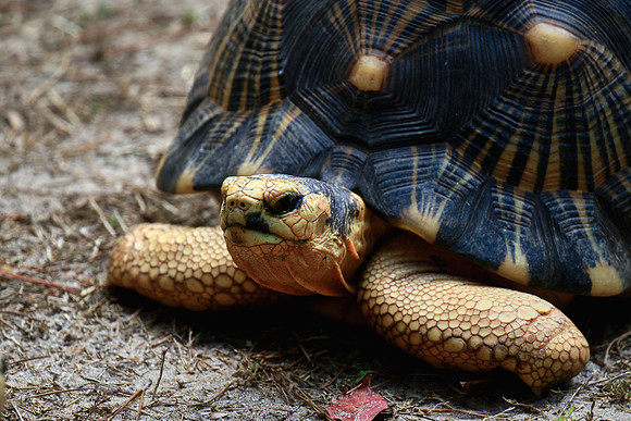Columbia, SC - Riverside Zoo