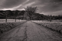 2023 Feb - Smoky Mountains in Winter in B&W