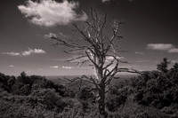 2026 June - Blue Ridge Parkway: Trees, Clouds, and Fences in B&W