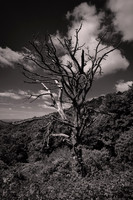 2026 June - Blue Ridge Parkway: Trees, Clouds, and Fences in B&W