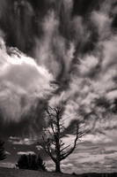 2026 June - Blue Ridge Parkway: Trees, Clouds, and Fences in B&W