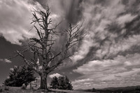 2026 June - Blue Ridge Parkway: Trees, Clouds, and Fences in B&W