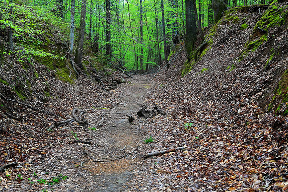 The Natchez Trace