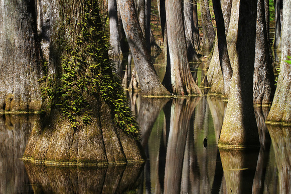 Cypress Swamp, Natchez Trace