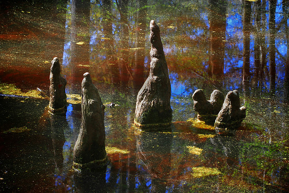 Cypress Swamp, Natchez Trace