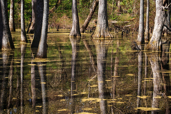 Cypress Swamp, Natchez Trace