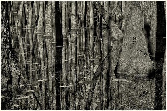 Cypress Swamp, Natchez Trace