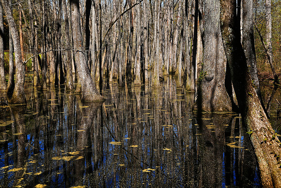 Cypress Swamp, Natchez Trace
