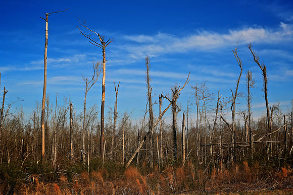 Hurricane Blowdown, 2011, Natchez Trace