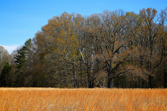 The Natchez Trace