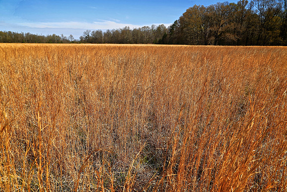 The Natchez Trace