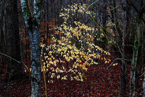 The Natchez Trace