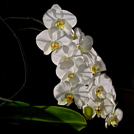 Andrea's Wedding Orchid