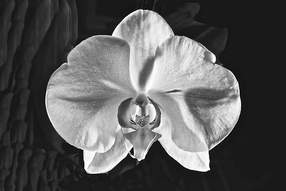 Andrea's Wedding Orchid