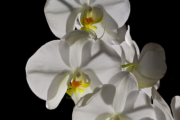 Andrea's Wedding Orchid