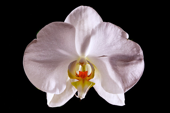 Andrea's Wedding Orchid