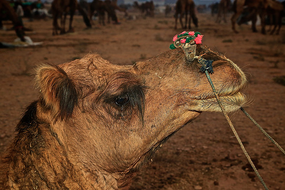 Nagaur Camel and Livestock Fair, Nagaur, Rajasthan