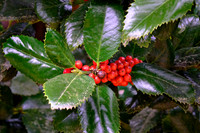 2023 Mar - MapleWalk Garden, NC