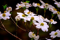 2023 Mar - MapleWalk Garden, NC