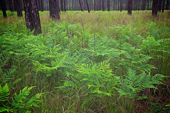 Green Swamp Preserve, Brunswick County, NC