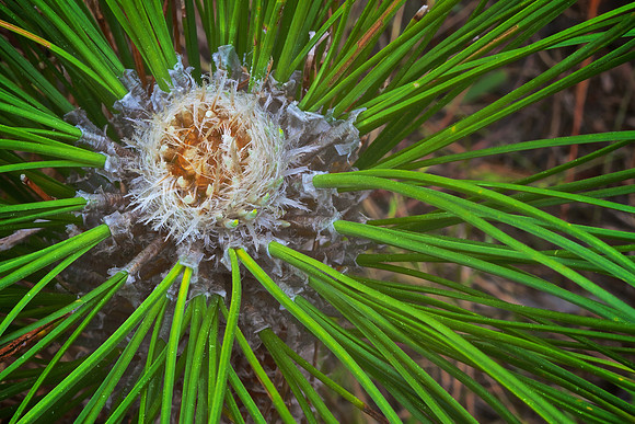 Green Swamp Preserve, Brunswick County, NC
