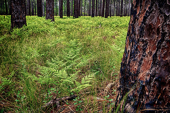 Green Swamp Preserve, Brunswick County, NC