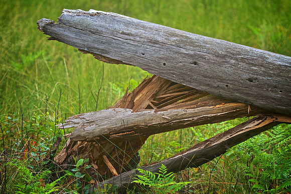 Green Swamp Preserve, Brunswick County, NC