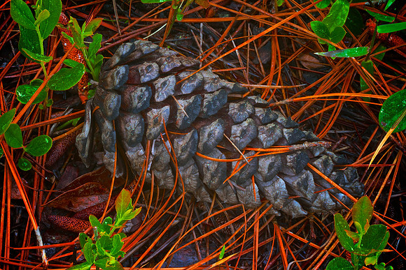Green Swamp Preserve, Brunswick County, NC