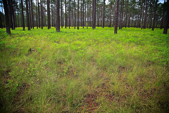 Green Swamp Preserve, Brunswick County, NC