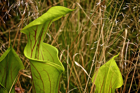 Green Swamp Preserve, Brunswick County, NC