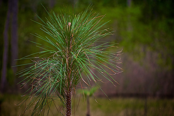 Green Swamp Preserve, Brunswick County, NC
