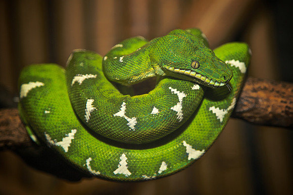 Cape Fear Serpentarium, Wilmington, NC