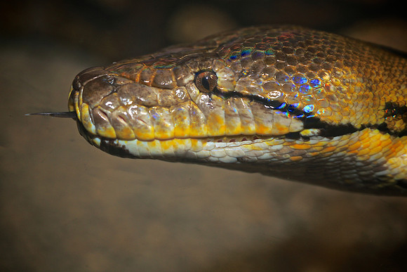 Cape Fear Serpentarium, Wilmington, NC